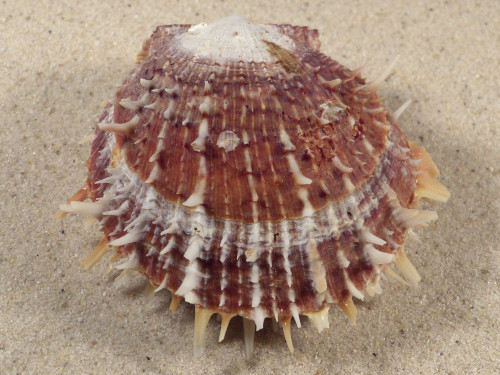 Spondylus multisetosus PH 7,5cm *unique*