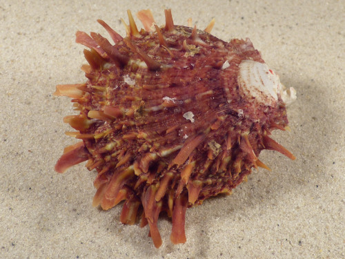 Spondylus multisetosus PH 8,6cm *unique*