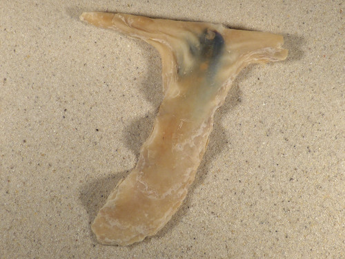 Malleus albus PH 14cm *Unikat*