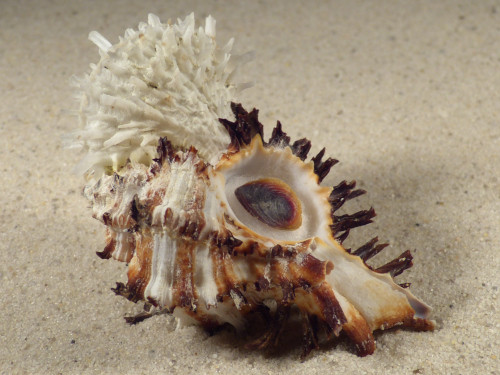 Spondylus variegatus auf Hexaplex cichoreum PH 7,7cm *Unikat*