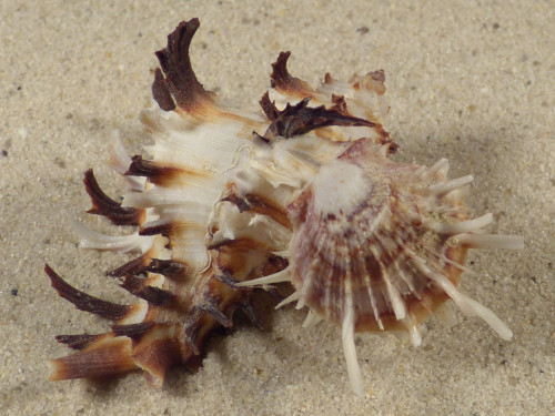 Spondylus variegatus on Hexaplex cichoreus PH 6,1cm *unique*