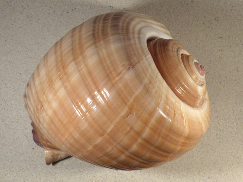 Tonna ampullacea PH 23cm *unique*