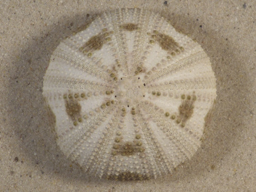 Pseudoboletia maculata PH 5,9cm *Unikat*