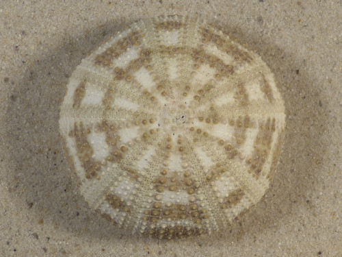 Pseudoboletia maculata PH 5,8cm *unique*