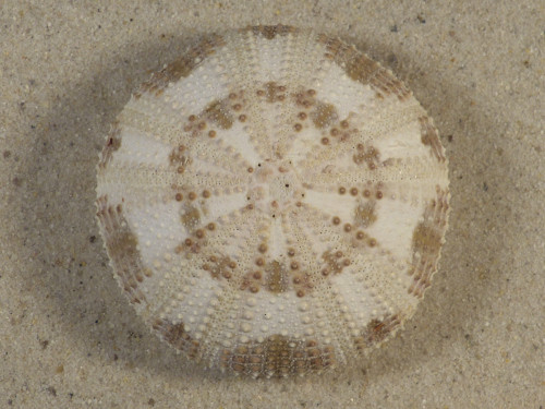 Pseudoboletia maculata PH 6,0cm *Unikat*