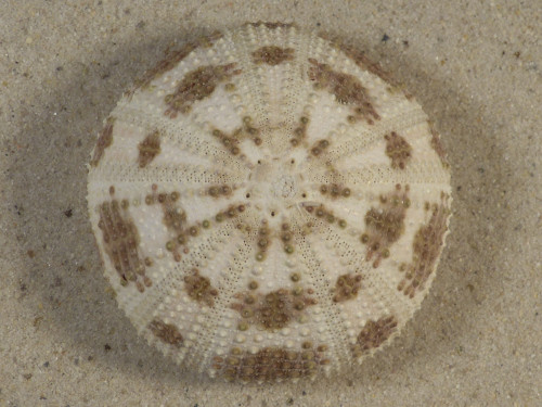 Pseudoboletia maculata PH 5,9cm *unique*