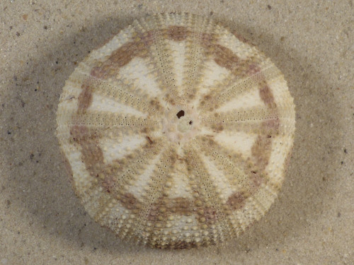 Pseudoboletia maculata PH 6,5cm *Unikat*