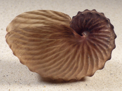 Argonauta hians PH 7,8cm *unique*