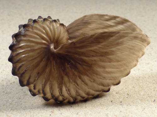 Argonauta hians PH 7,9cm *Unikat*