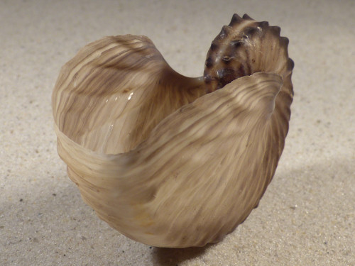 Argonauta hians PH 7,9cm *unique*