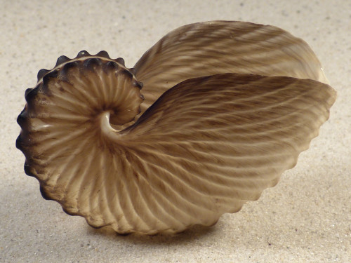 Argonauta hians PH 8,0cm *Unikat*