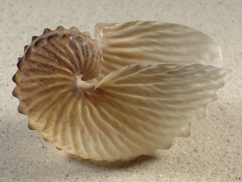 Argonauta hians PH 7,6cm *Unikat*