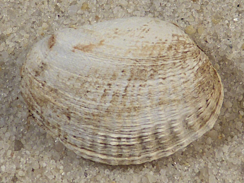 Petricola pholadiformis DK 1,8cm *Unikat*