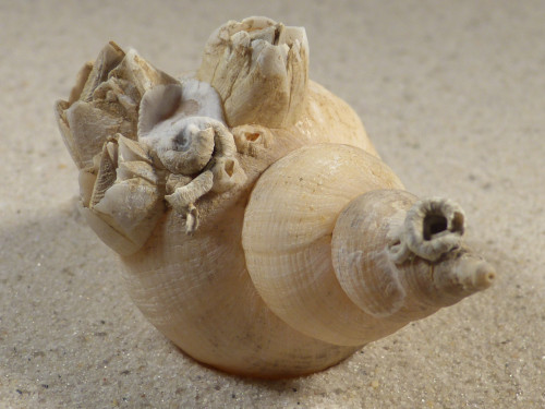 Neptunea antiqua m/O UK 8,9cm *Unikat*
