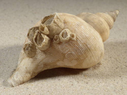 Neptunea antiqua m/O UK 10,8cm *Unikat*