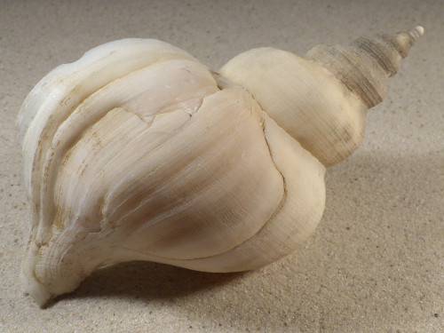 Neptunea antiqua m/O UK 15,6cm *Unikat*