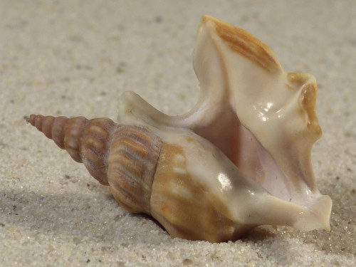 Aporrhais pespelecani DK 3,9cm *Unikat*