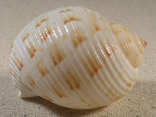 Tonna oentoengi ID 6,6cm *Unikat*