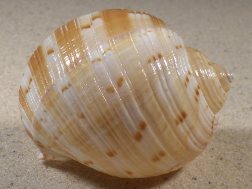 Tonna chinensis VN 6,6cm *unique*