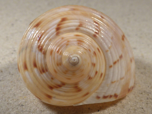 Tonna chinensis VN 6,9cm *unique*