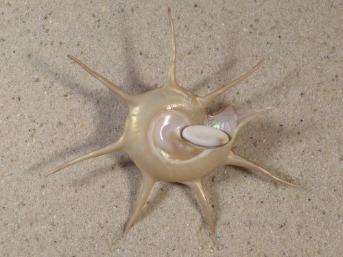Guildfordia yoka w/o PH 8,3cm *unique*
