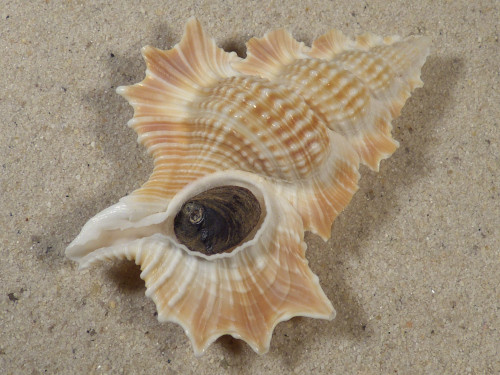 Gyrineum perca m/O PH 6,1cm *unique*