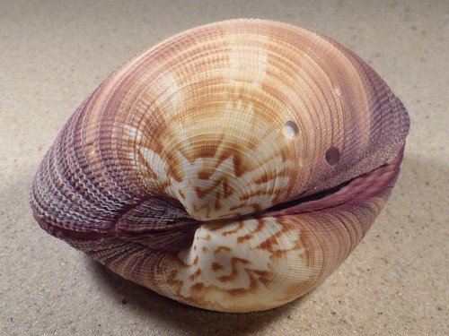 Antigona magnifica PH 9,9cm *unique*