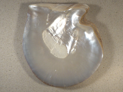 Pinctada maxima 1/2 PH 21,5cm *Unikat*