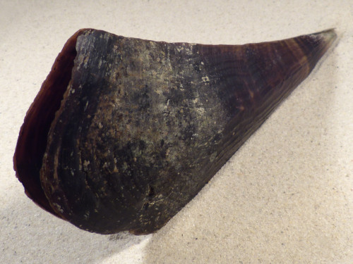 Pinna atropurpurea PH 23cm *unique*