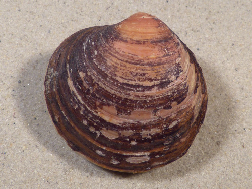Arctica islandica DK 5,9cm *unique*