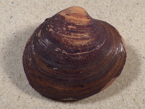 Arctica islandica DK 6,3cm *unique*