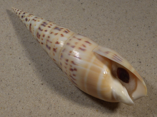 Oxymeris maculata PH w/o 17,1cm *unique*