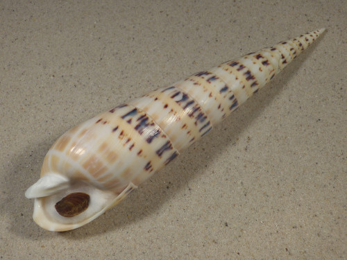 Oxymeris maculata PH w/o 20,6cm *Unikat*