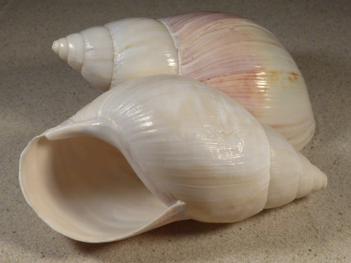 4,0-4,4 - Achatina sp. cf. fulica IN