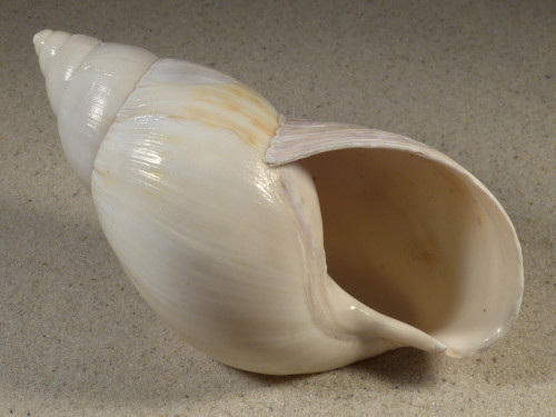 4,5-4,7 - Achatina sp. cf. fulica IN