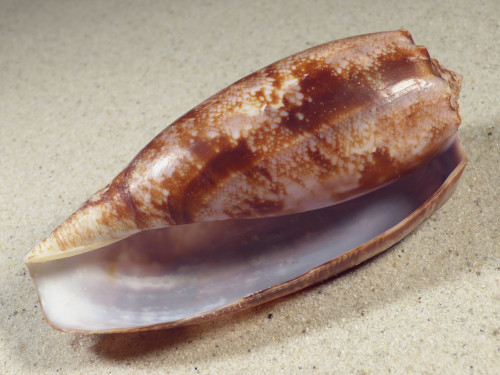 Conus geographus PH 10,4cm *Unikat*