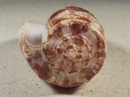 Conus geographus PH 10,7cm *Unikat*