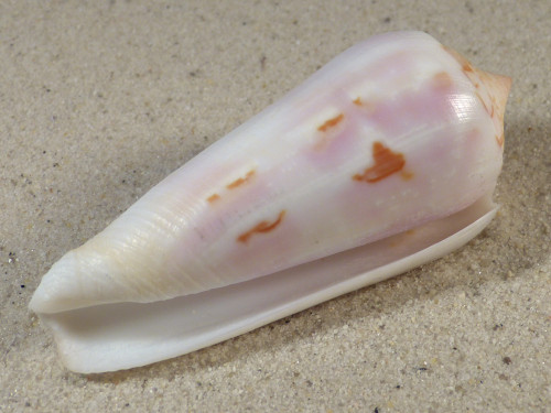 Conus gubernator MZ 7,6cm *Unikat*