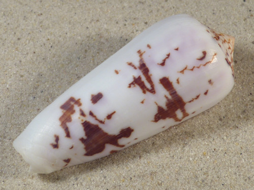 Conus gubernator MZ 8,1cm *Unikat*