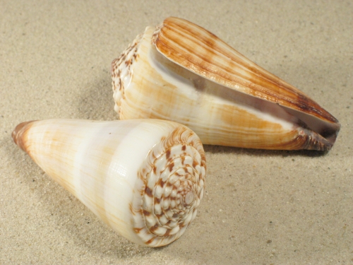 Conus distans PH 7,5+cm