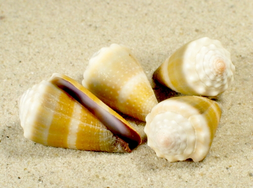 Conus lividus 2,5+cm