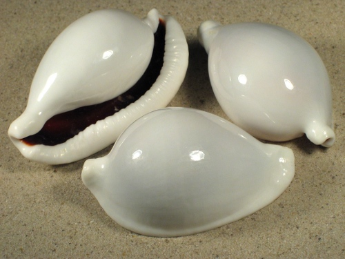 Ovula ovum PH 6,5+cm