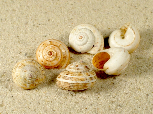 Theba pisana FR-Bretagne