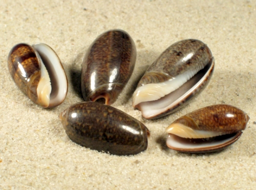 Oliva bulbiformis IN 2+cm