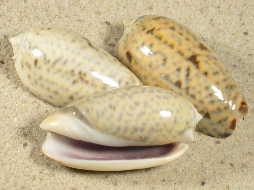 Oliva tigrina MG 3,8+cm