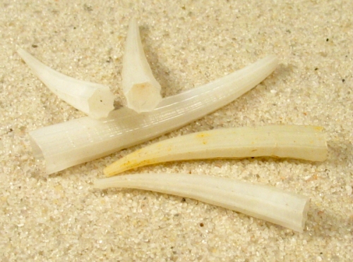 Dentalium octangulatum (x5)