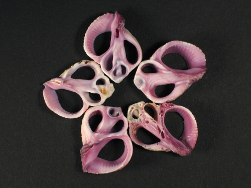 Coralliophila neritoidea center cut 1,5+cm