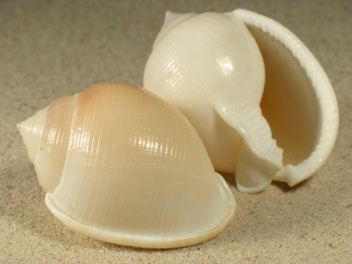 Semicassis diuturna 6+cm