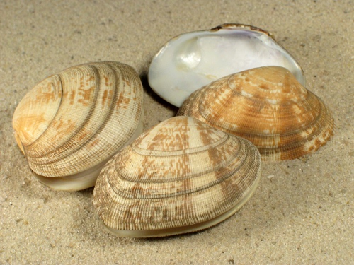 Ruditapes philippinarum KR 4,5+cm