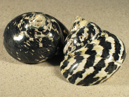 3,0-3,4 - Cittarium pica poliert